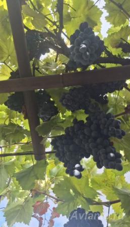 Саженцы винограда